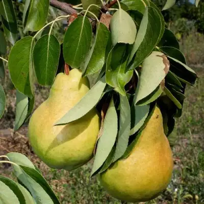 Груша ДЮШЕС ЛЕТНИЙ в Светлогорске