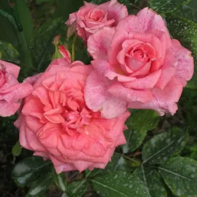 Роза ПЬЕР КАРДЕН чайно-гибридная в Светлогорске