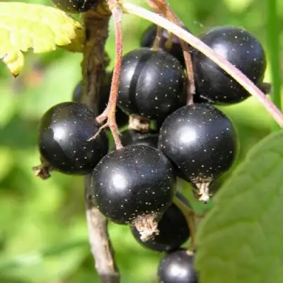 Смородина чёрная ПАМЯТЬ ВАВИЛОВА в Светлогорске