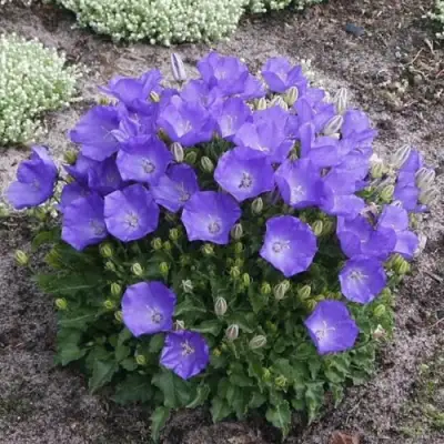 Колокольчик САНТА карпатский в Светлогорске