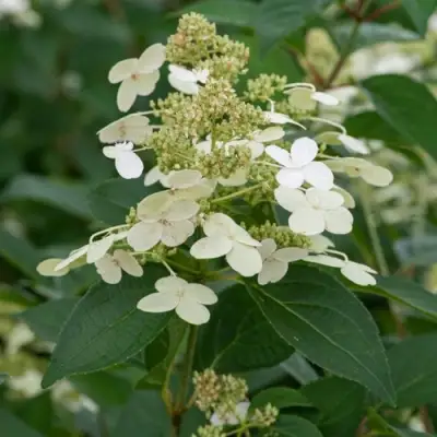 Гортензия ПРИМ ВАЙТ метельчатая в Светлогорске