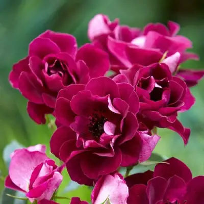 Роза БУРГУНДИ АЙС флорибунда в Светлогорске