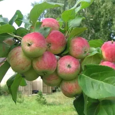 Яблоня ГРУШОВКА МОСКОВСКАЯ в Светлогорске