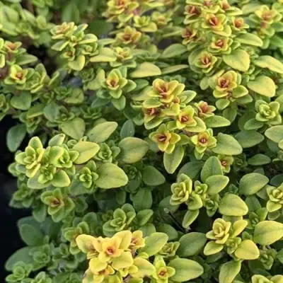 Тимьян АРЧЕРЗ ГОЛД в Светлогорске