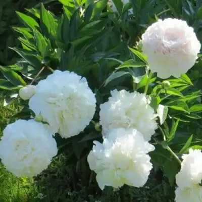 Пион МУН ОВЕР БАРРИНГТОН травянистый в Светлогорске