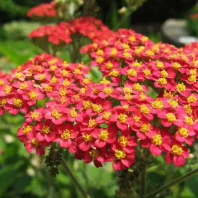 Тысячелистник ПАПРИКА обыкновенный в Светлогорске