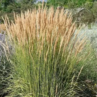 Вейник АВАЛАНШ остроцветковый в Светлогорске