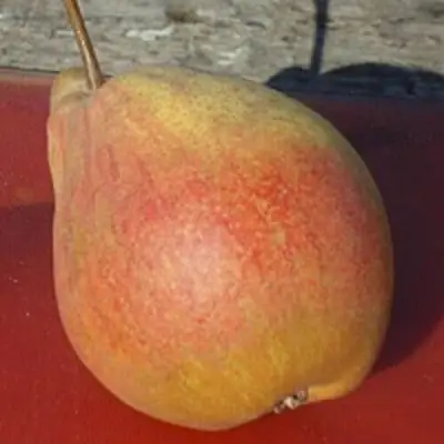 Груша ТАТЬЯНА в Светлогорске