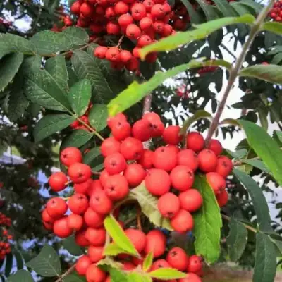 Рябина НЕВЕЖИНСКАЯ сладкоплодная в Светлогорске