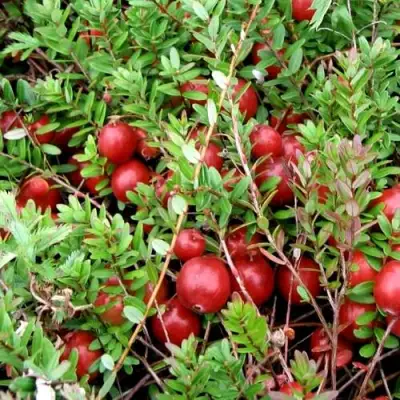 Клюква СТИВЕНС в Светлогорске