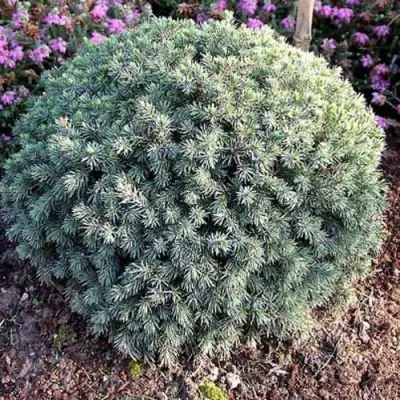 Ель ЭХИНИФОРМИС сизая в Светлогорске