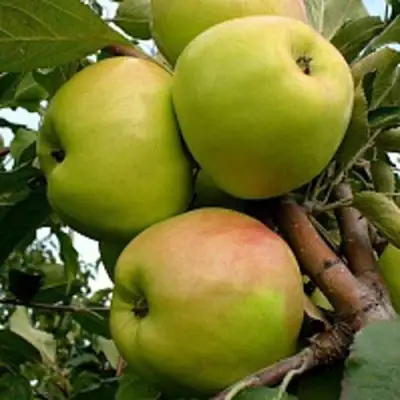 Яблоня БРАТ ЧУДНОГО стелющаяся в Светлогорске