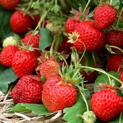 Клубника САН АНДРЕАС ремонтантная в Светлогорске