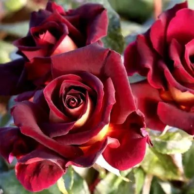 Роза ЭДДИ МИТЧЕЛЛ чайно-гибридная в Светлогорске