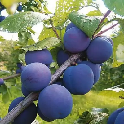 Слива КРОМАНЬ в Светлогорске