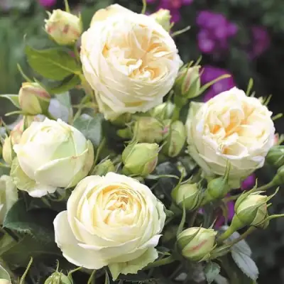 Роза ВЕНДИНГ ПИАНО чайно-гибридная в Светлогорске