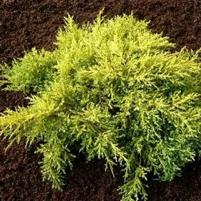 Можжевельник МОРДИГАН ГОЛД средний в Светлогорске