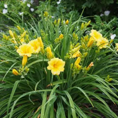 Лилейник СТЕЛЛА ДЕ ОРО гибридный в Светлогорске