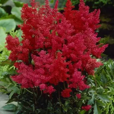 Астильба ГРАНАТ Арендса в Светлогорске