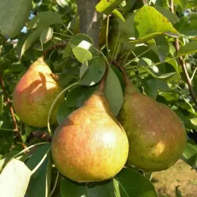 Груша ЛАДА в Светлогорске