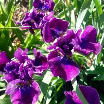 Ирис БАНДЛ ОВ ДЖОЙ сибирский в Светлогорске