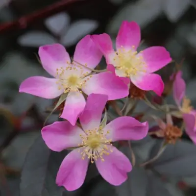 Роза сизая в Светлогорске