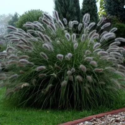 Пеннисетум ЛЕДИ Ю в Светлогорске