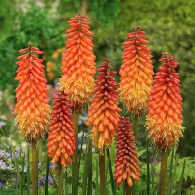 Книфофия АЛЬКАЗАР гибридная в Светлогорске