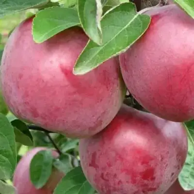 Яблоня АЛЕСЯ в Светлогорске