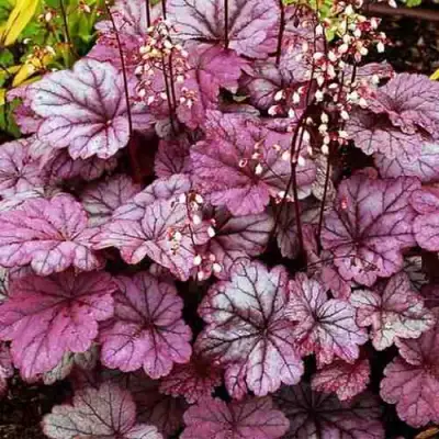 Гейхера ШУГА ФРОСТИНГ в Светлогорске