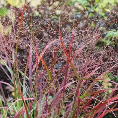 Просо РЕБРАУН прутьевидное в Светлогорске