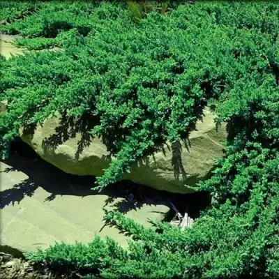 Можжевельник НАНА лежачий в Светлогорске