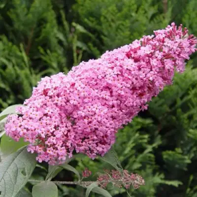 Буддлея давида ПИНК ДЕЛАЙТ в Светлогорске