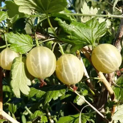 Крыжовник БЕЛОРУCСКИЙ САХАРНЫЙ 2 в Светлогорске