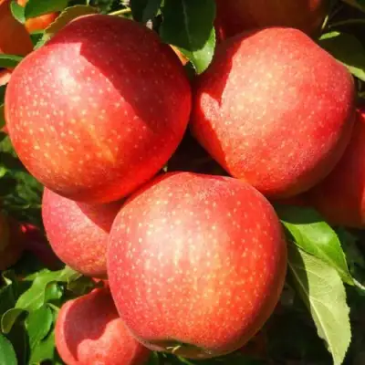 Яблоня ГАЛА ШНИГА в Светлогорске