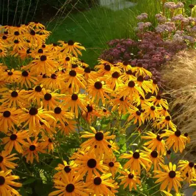 Рудбекия ГОЛДШТУРМ блестящая в Светлогорске