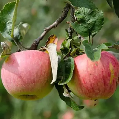 Яблоня МЕЛБА в Светлогорске