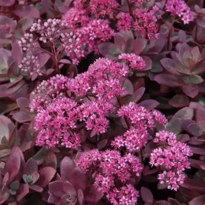 Очиток (седум) САНСПАРКЛЕР ФАЙЕРКРЕКЕР в Светлогорске