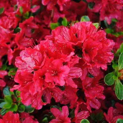 Азалия ХИНО КРИМСОН японская в Светлогорске