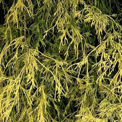 Кипарисовик ФИЛИФЕРА АУРЕА горохоплодный в Светлогорске