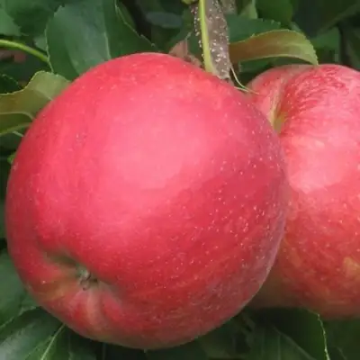 Яблоня РУБИН в Светлогорске