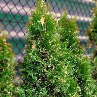 Туя СМАРАГД ВАРИЕГАТА западная в Светлогорске