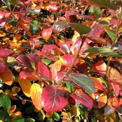 Кизильник блестящий в Светлогорске