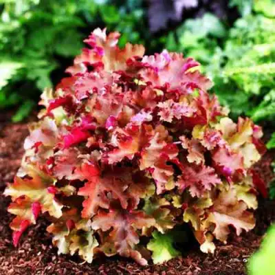 Гейхера МАРМЕЛАД в Светлогорске