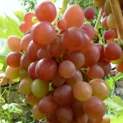 Виноград БЛЕСТЯЩИЙ в Светлогорске