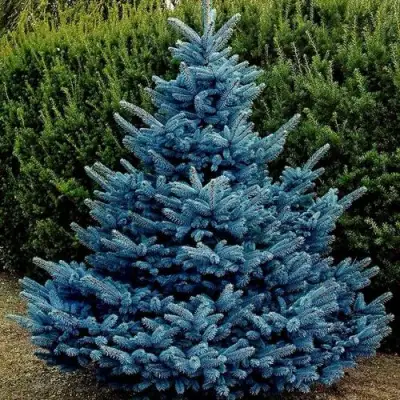 Ель МАДЖЕСТИК БЛЮ колючая в Светлогорске