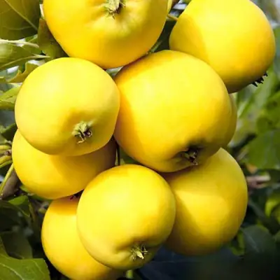 Яблоня УРАЛЬСКОЕ НАЛИВНОЕ в Светлогорске