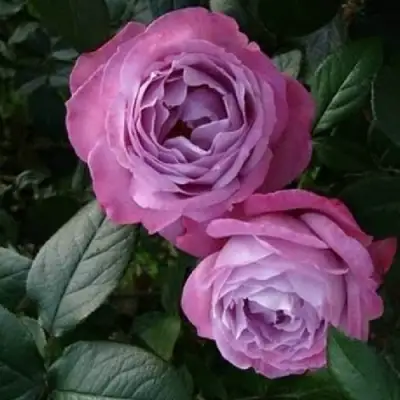 Роза АКВА чайно-гибридная в Светлогорске