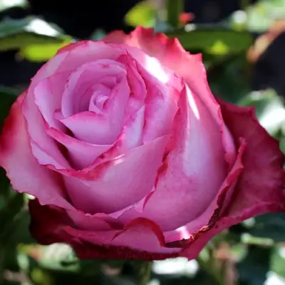 Роза ДИП ВОТЕР чайно-гибридная в Светлогорске