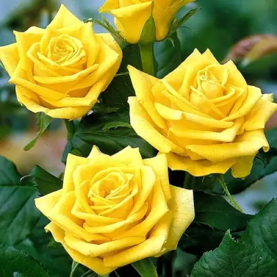 Роза ПАПИЛОН чайно-гибридная в Светлогорске